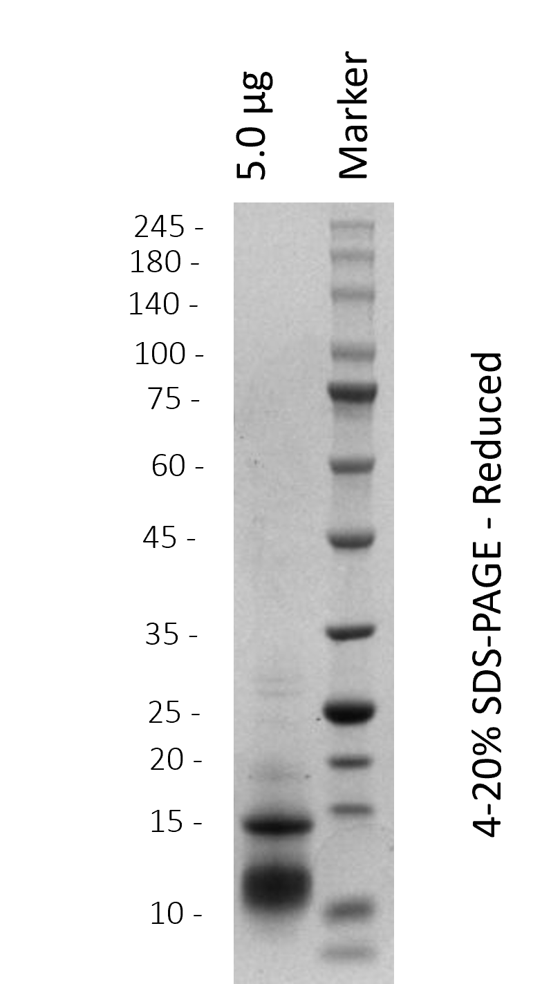 Alpha-cobratoxin