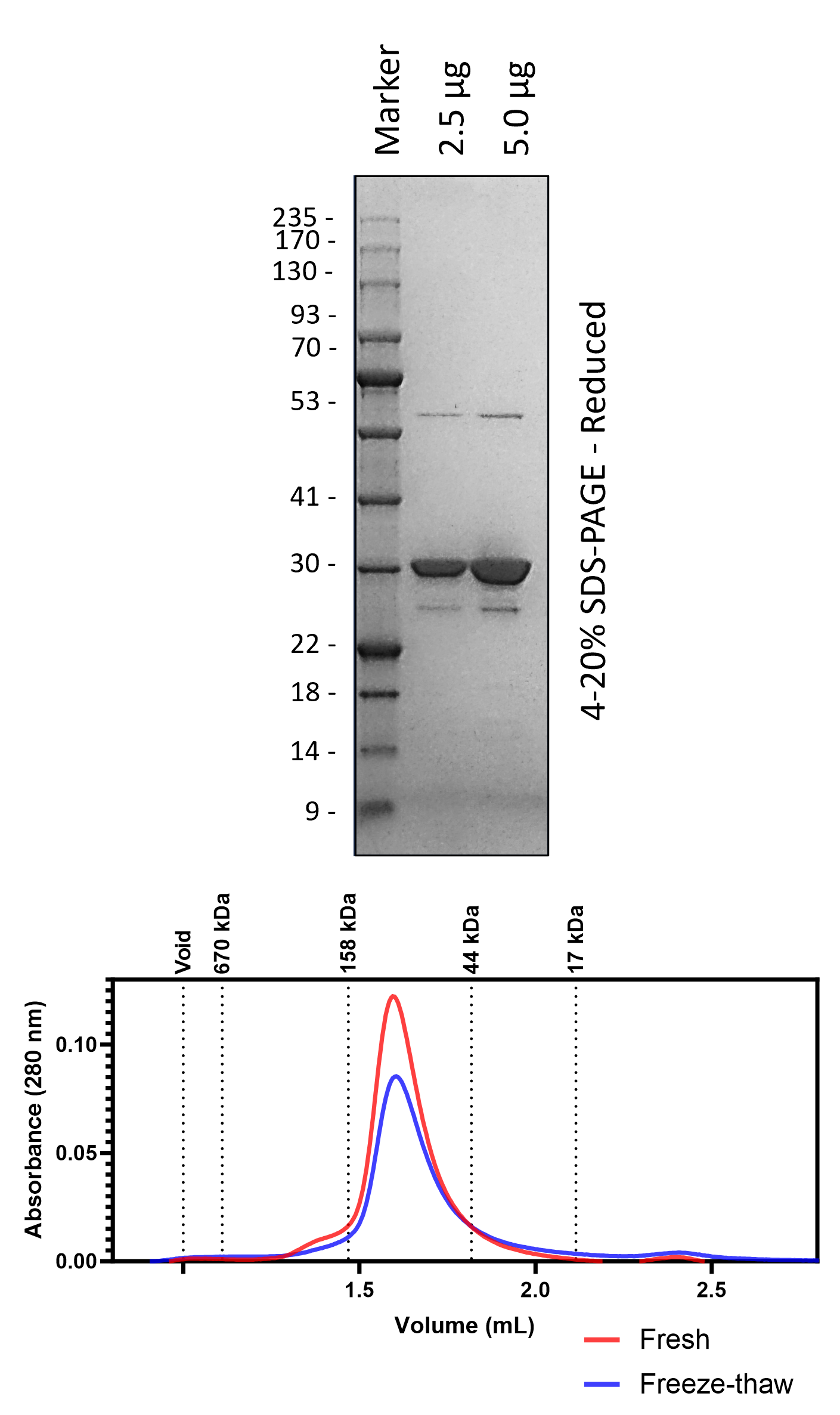 Human 14-3-3β/α (3C-Cleaved)
