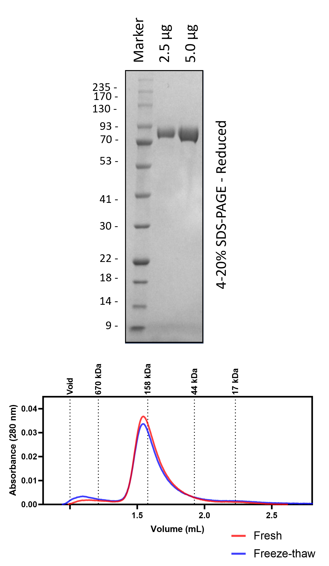 Human EGFR (Deglycosylated)