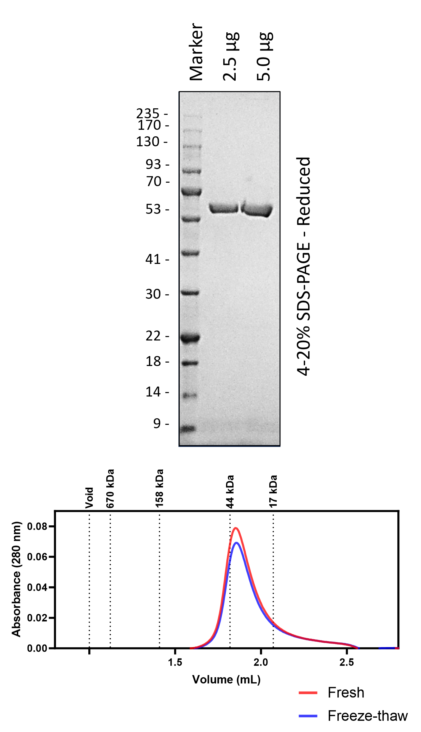 NS5B