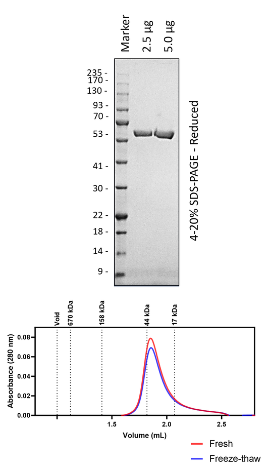 NS5B