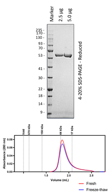NS5B