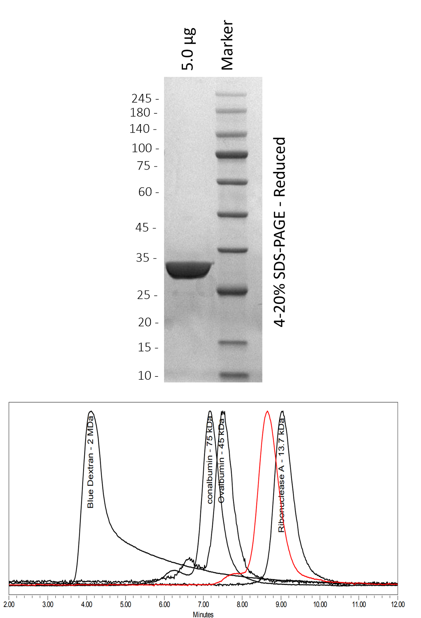 Human Grb2