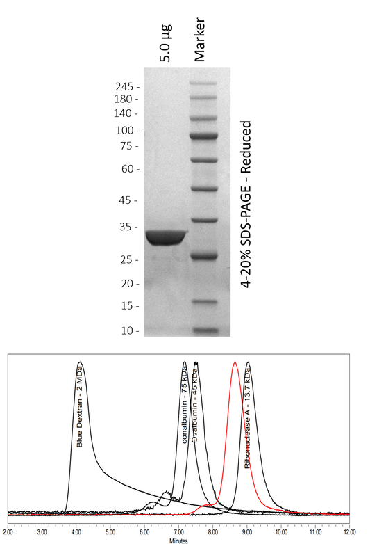 Human Grb2
