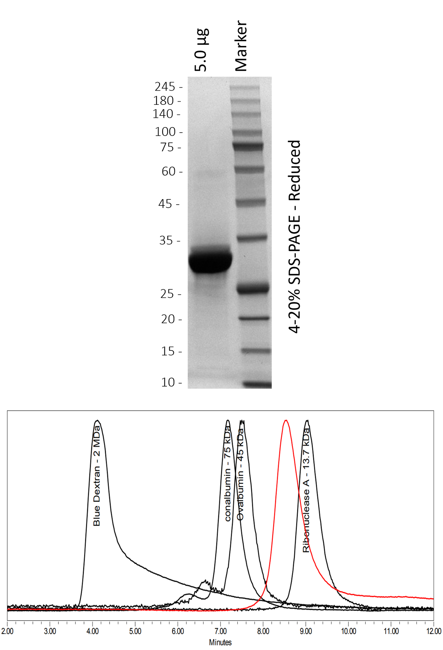 Human KRAS4b (WT)