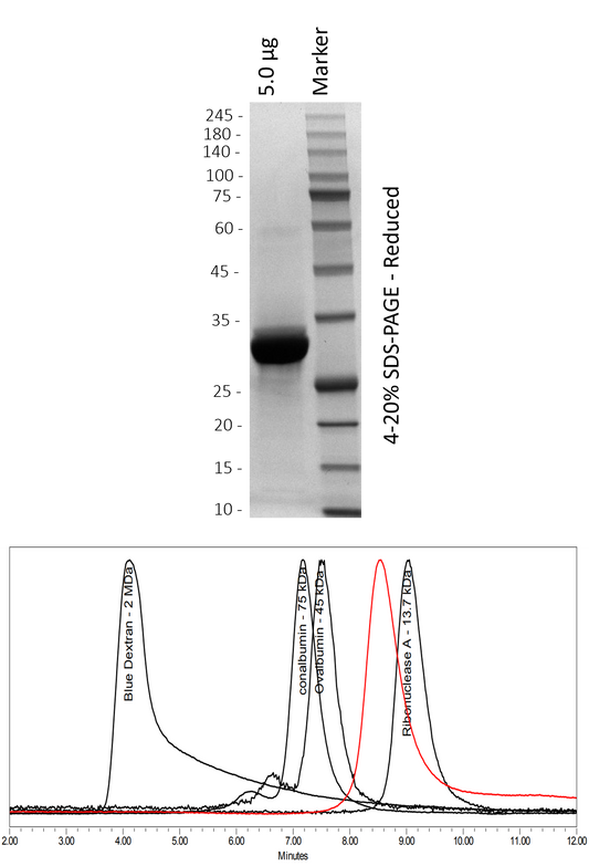 Human KRAS4b (WT)
