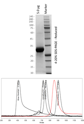 Human KRAS4b (WT)
