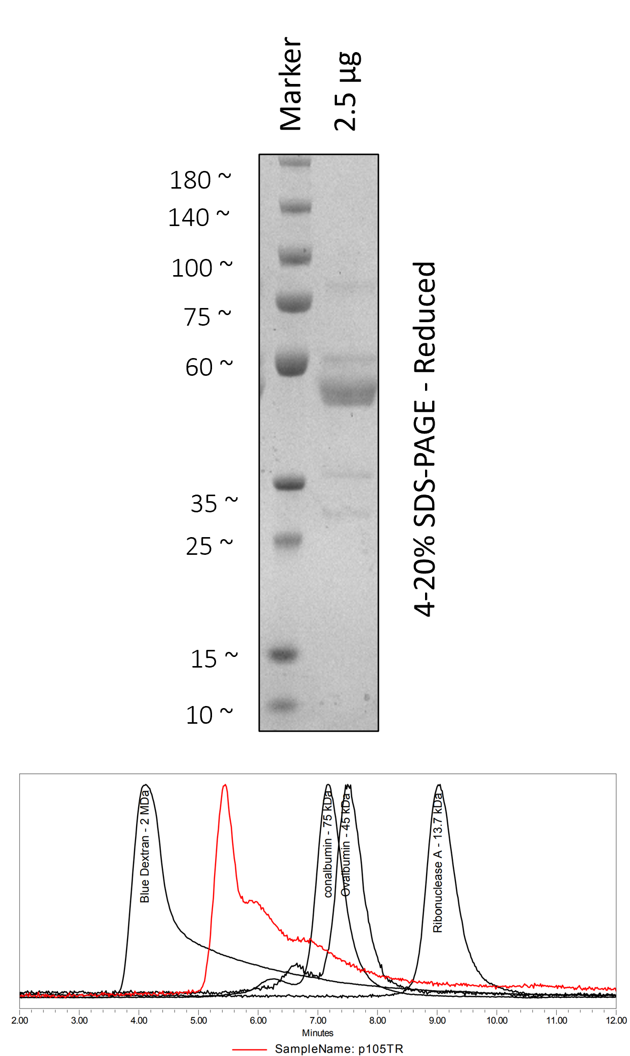 Human p105 (497-968)