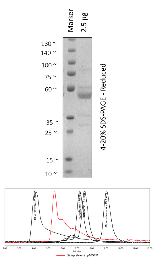 Human p105 (497-968)
