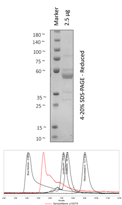 Human p105 (497-968)