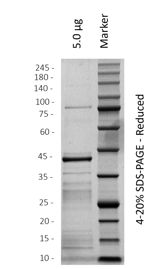 Human HOXA5 (WT)