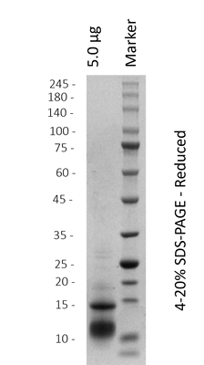 Alpha-cobratoxin