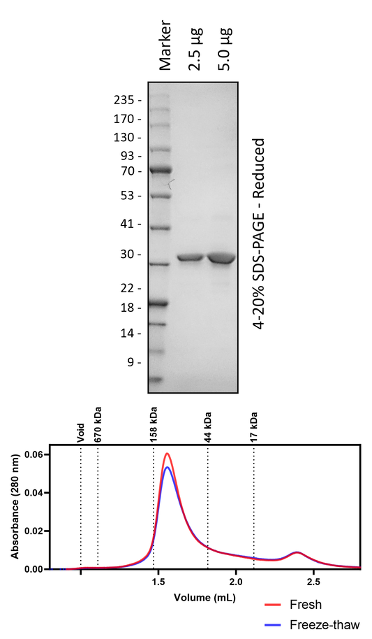 Human 14-3-3e (3C Cleaved)