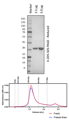 Human 14-3-3e (3C Cleaved)