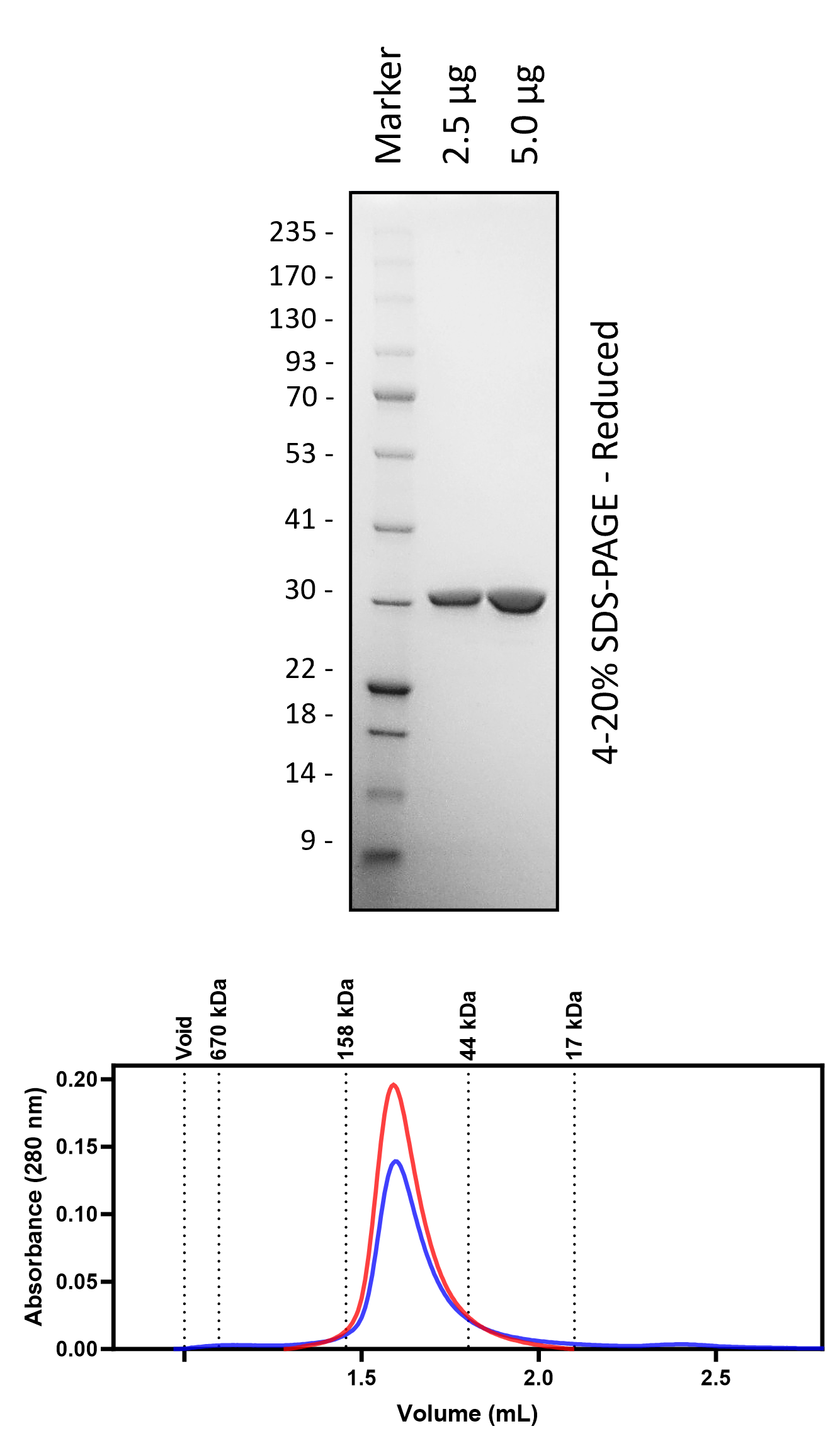 Human 14-3-3y (3C Cleaved)