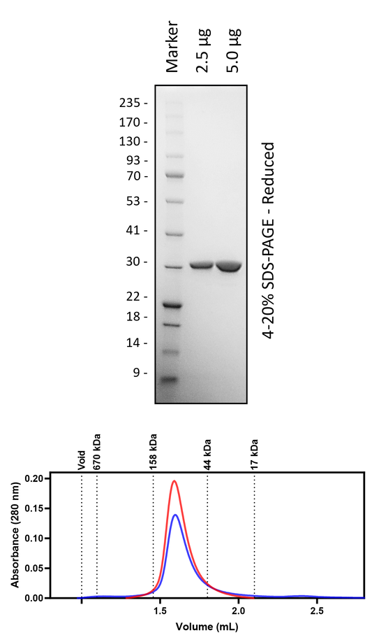 Human 14-3-3y (3C Cleaved)