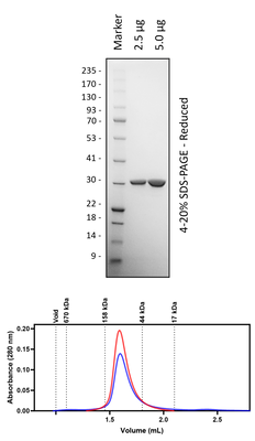 Human 14-3-3y (3C Cleaved)
