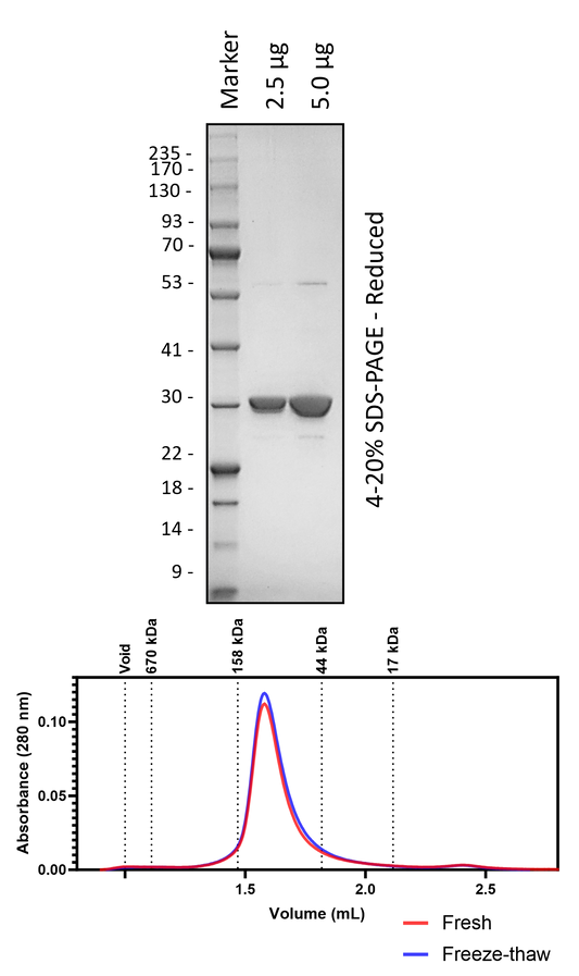 Human 14-3-3θ (3C Cleaved)