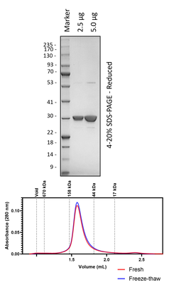 Human 14-3-3θ (3C Cleaved)