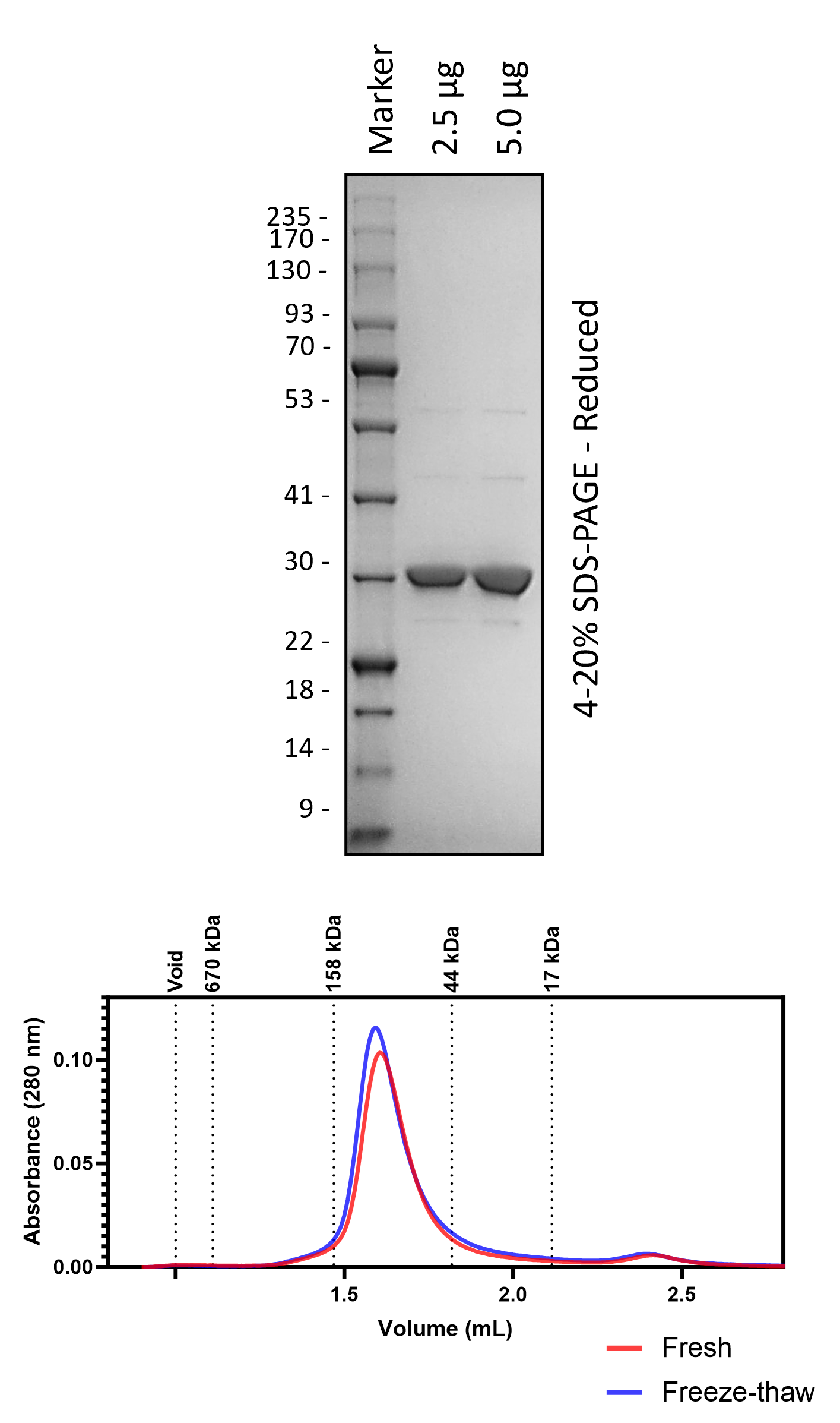Human 14-3-3ζ/δ (3C Cleaved)