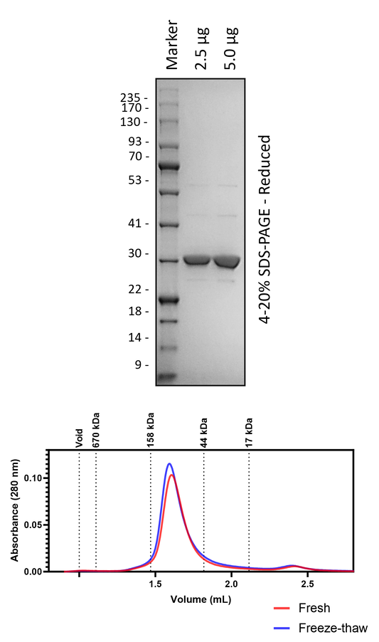 Human 14-3-3ζ/δ (3C Cleaved)
