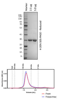 Human 14-3-3ζ/δ (3C Cleaved)