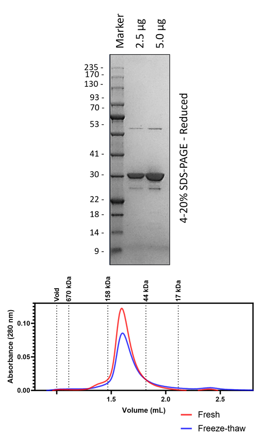 Human 14-3-3β/α (3C-Cleaved)