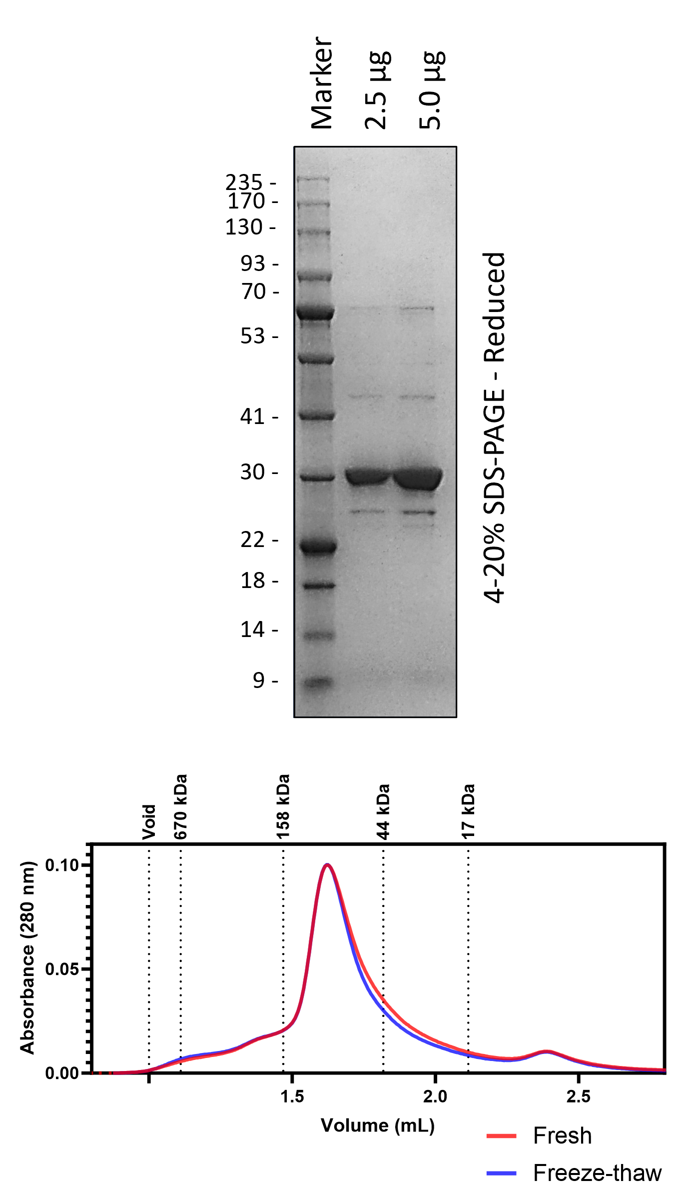 Human 14-3-3η (3C-Cleaved)