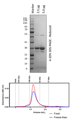 Human 14-3-3β/α (3C-Cleaved)
