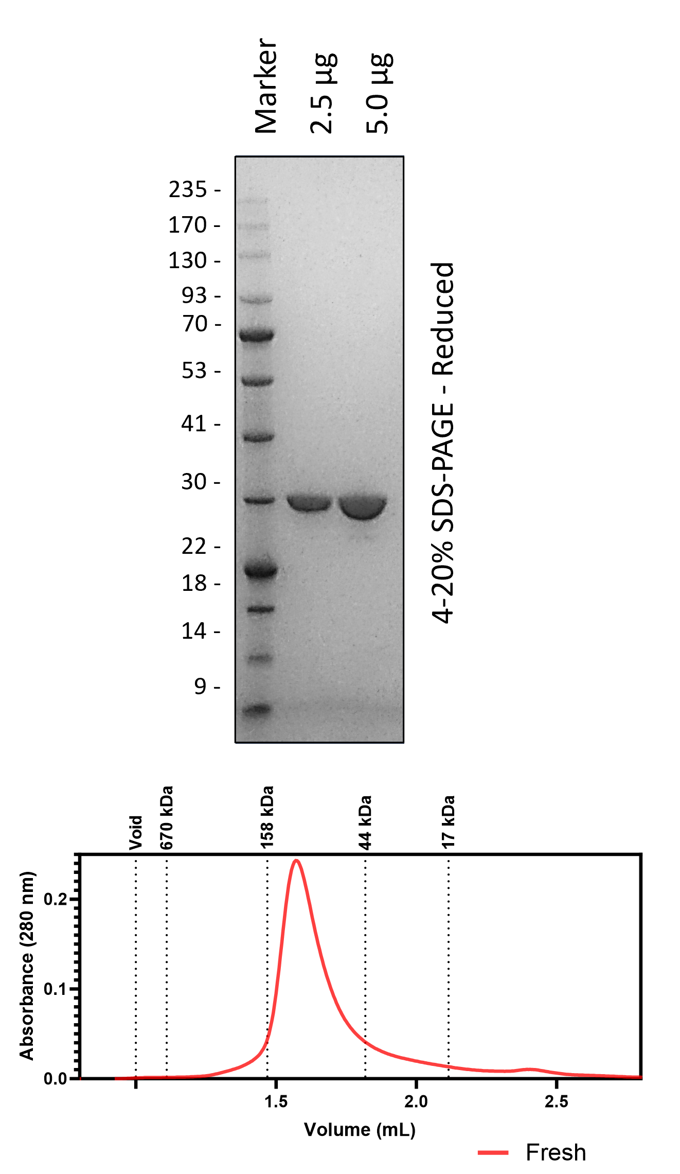 Human 14-3-3σ (3C Cleaved)
