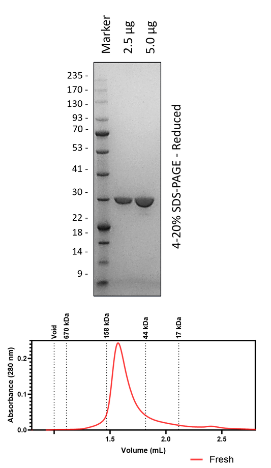 Human 14-3-3σ (3C Cleaved)