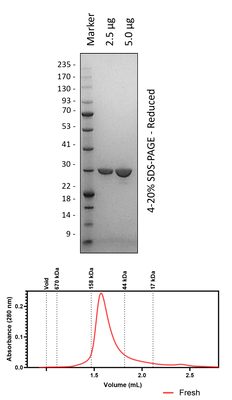 Human 14-3-3σ (3C Cleaved)