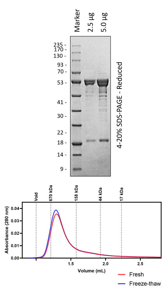 Human hBAG3 (3C Cleaved)