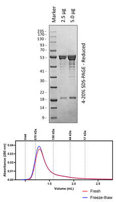 Human hBAG3 (3C Cleaved)