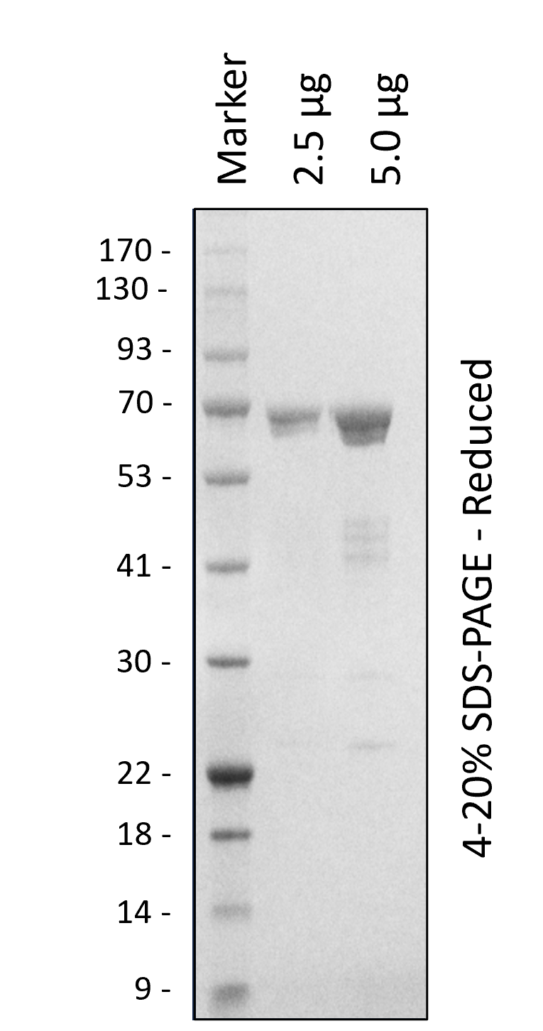 Human PLK1 (WT)