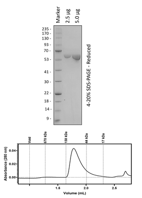 Human hSHOC2