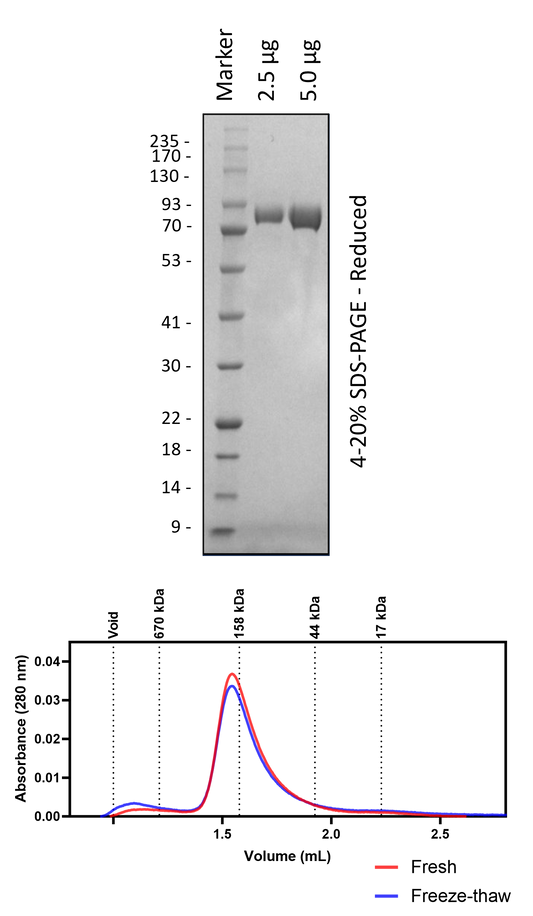 Human EGFR (Deglycosylated)